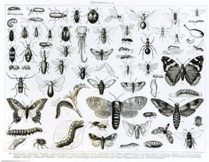 Entomologie door English School